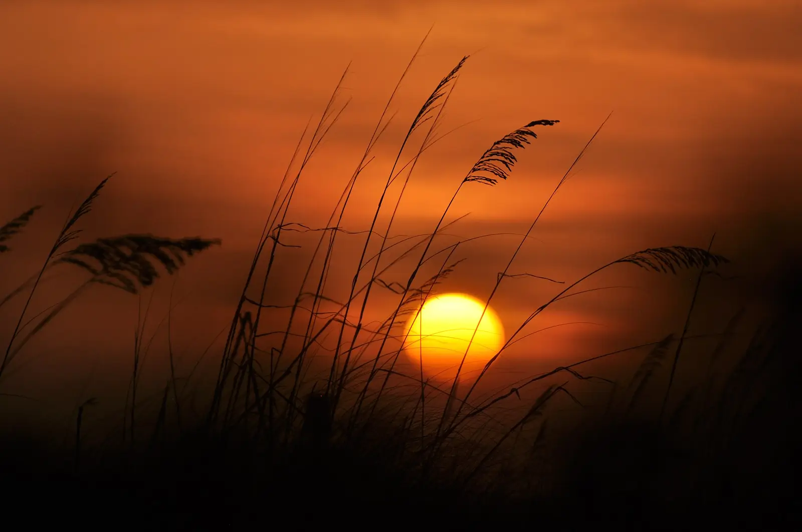 Sunset over the Gulf of Mexico seen through sea oats on Fort Myers Beach